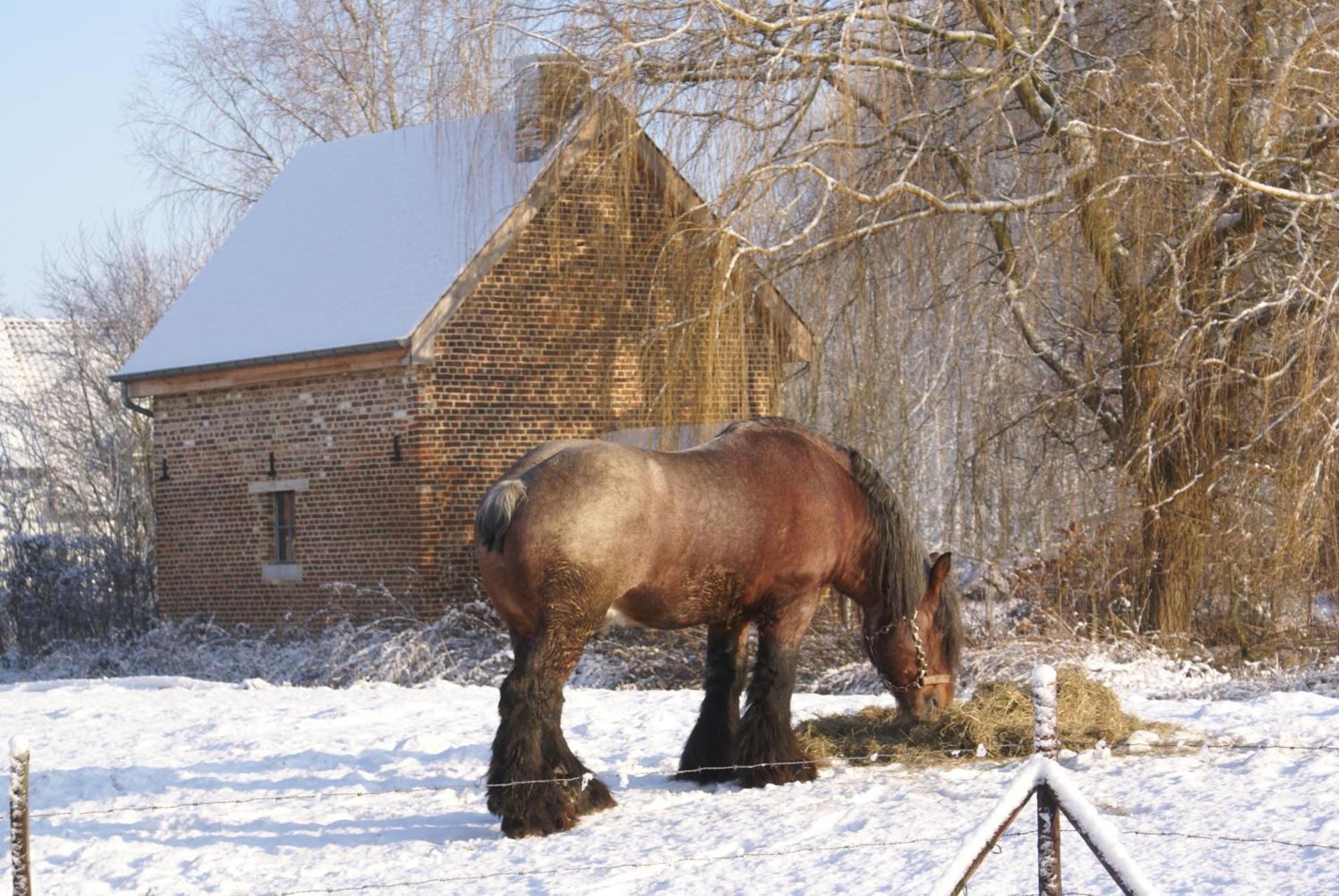 B&B De Metstermolen Sint-Truiden Bagian luar foto